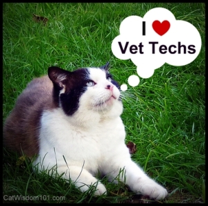 vet tech cat